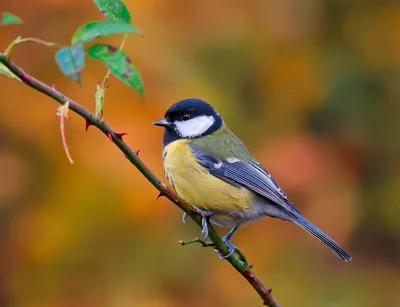 Синица – описание, фото, виды, где обитает и что ест птица