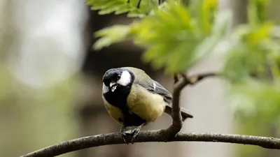 Синицы спешат на помощь — как эти птицы помогают саду? Фото — Ботаничка