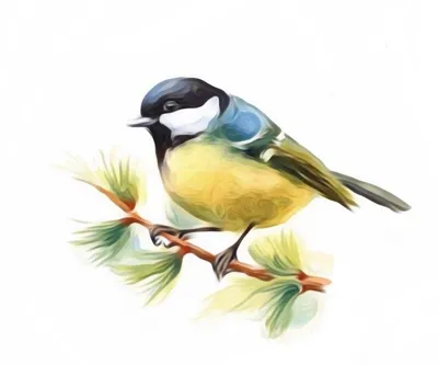 Птица синицы на ветви стоковое фото. изображение насчитывающей европейско -  78191468