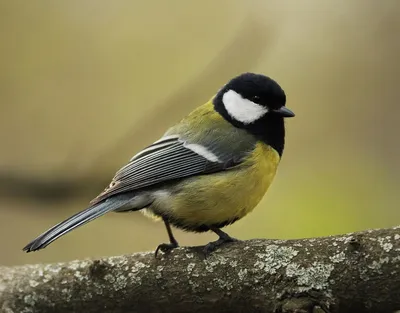 Птица синица | Пикабу
