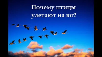 В Новосибирской области начался сезон миграции птиц - 25 августа 2023 - НГС