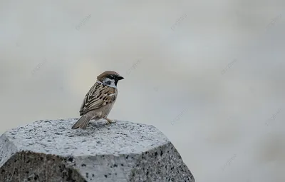 Полевой воробей (Passer montanus) Tree Sparrow - Воробьиные (Passeridae) -  Воробьеобразные Passeriformes - Классификатор птиц Таганрога и  Неклиновского района - Птицы Ростовской обл.В основе-Птицы  Таганрога/Некл.р-на