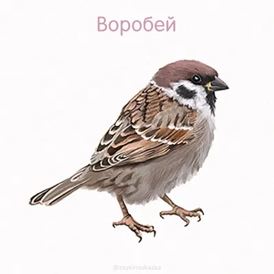 Птица воробей. / На ели / Автор: Alexandr Strokov