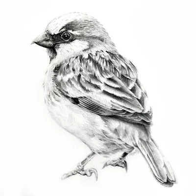 Картинка Птица воробей » Воробьи » Птицы » Животные » Картинки 24 - скачать  картинки бесплатно