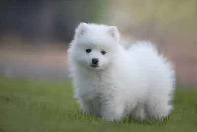 Большие белые пушистые собаки (58 лучших фото)