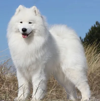 Белые пушистые собаки порода маленькие - 48 фото