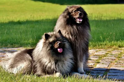 Самые пушистые собаки в мире - красивые фото