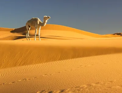 Пейзажная фотография пустыни · Бесплатные стоковые фото