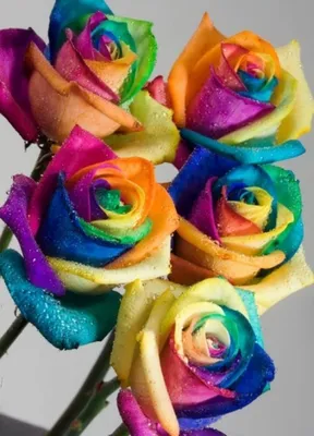 Радужные розы : Букет из 11 радужных роз
