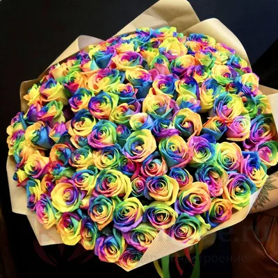 Букет из 51 радужной розы (70см) – заказать в Красноярске в компании  «Ромашково»