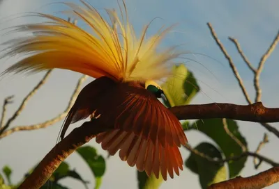 Королевская райская птица | Пикабу