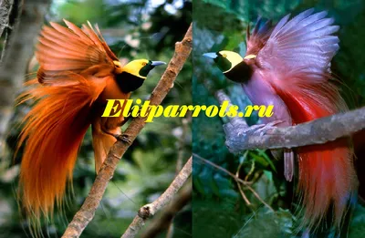 Фото райских птиц Новой Гвинеи | Щас спою! | Дзен
