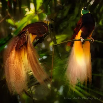 райские птицы на ветке конфликта Стоковое Фото - изображение насчитывающей  экзотическо, красивейшее: 270631678