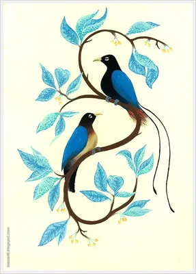 Самец и самка райской птицы - 69 фото