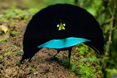 Чудо природы: удивительные райские птицы | Пикабу