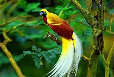 Райские птицы картинки - 65 фото