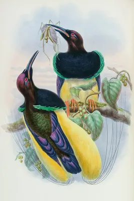 Весной этого года ухаживание райских птиц Стоковое Фото - изображение  насчитывающей цвет, среда: 170820208