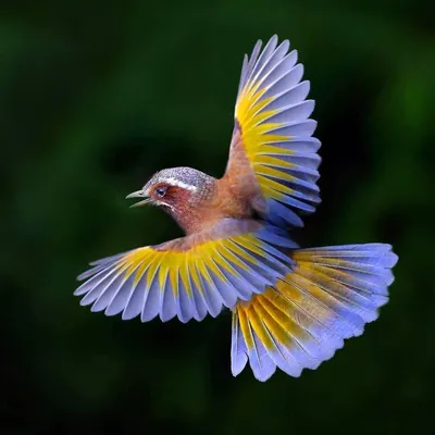 Любители птиц - Королевская райская #птица / #King bird-of-paradise (лат.  Cicinnurus regius) Прекрасное перышко короля райских птиц. Фотограф: Tim  Laman #Фото #birdslovers #птицы #пернатые | فيسبوك