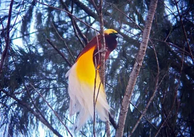 Европейский Beeeater 2 на конце ветки вверх. Цвета радуги райских птиц  Стоковое Фото - изображение насчитывающей на, влюбленныйся: 184078740