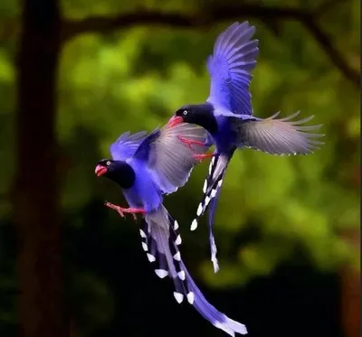 Чудный брачный танец райских птиц