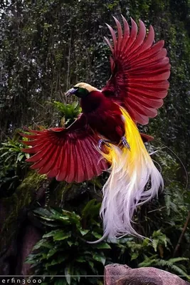 Райская птица стрелиция: виды, уход и способы разведения