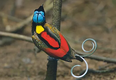 Хвост королевской райской птицы | Пикабу