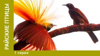 Безногая райская птица • Дина Юсупова • Научная картинка дня на «Элементах»  • Орнитология
