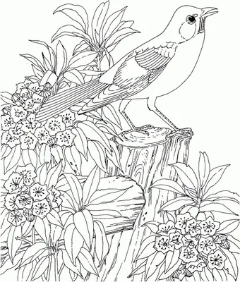 Перелетные птицы раскраски для дошкольников - 77 фото
