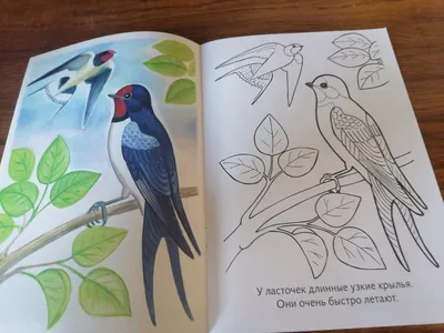 Иллюстрация 19 из 29 для Раскраска. Перелетные птицы | Лабиринт - книги.  Источник: Савушкина Ольга