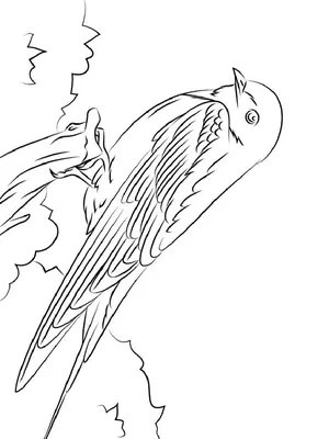 Картинка Перелетные птицы скачать раскраску онлайн | RaskraskA4.ru