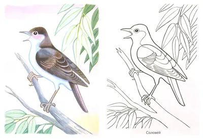 Иллюстрация 3 из 29 для Раскраска. Перелетные птицы | Лабиринт - книги.  Источник: Лабиринт