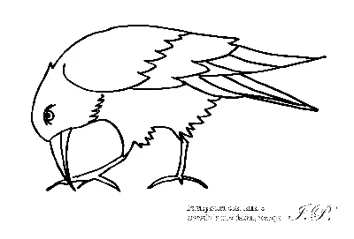 грач раскраска, раскраска перелетные птицы грач, раскраски птицы грач,  раскраски зимующие птицы грач