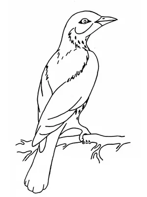 Раскраски Перелетные птицы - распечатать в формате А4 | Раскраски,  Художники, Животные