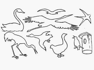 Раскраски Птицы для детей 6 7 лет перелетные (29 шт.) - скачать или  распечатать бесплатно #21650