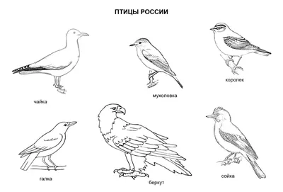 Image result for перелетные птицы россии | Для детей, Картинки домашних  животных, Домашние птицы