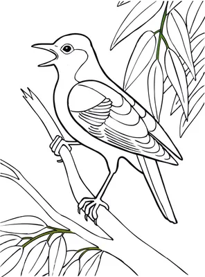 Иллюстрация 14 из 29 для Раскраска. Перелетные птицы | Лабиринт - книги.  Источник: Марина Епифанцева