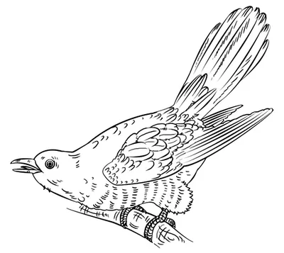 Демонстрационный материал Перелетные птицы (С-765) Радуга — купить в  интернет-магазине www.SmartyToys.ru