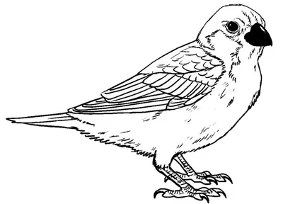 Раскраски перелетные птицы | Детские раскраски, распечатать, скачать