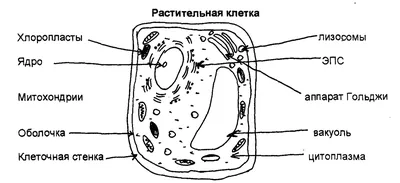 Отличие животных и растений. реферат по биологии | Сочинения Биология |  Docsity