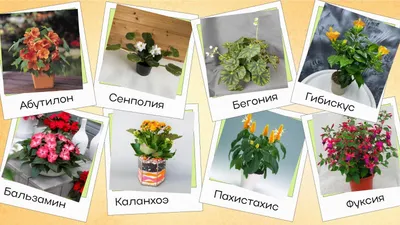 Биофилия: 8 необычных комнатных растений