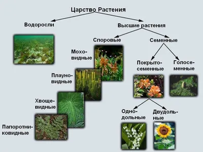 Тренды 2020/2021: дизайн для домашних растений