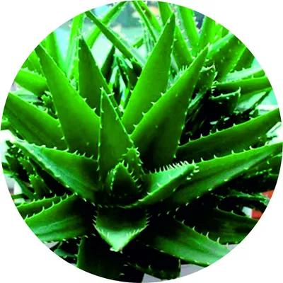 Фон здоровья зеленых растений Обои Изображение для бесплатной загрузки -  Pngtree