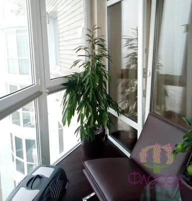 Фитостена вертикальная из живых растений (id 60379098), купить в  Казахстане, цена на Satu.kz
