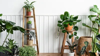 Комнатные растения для квартиры - фото и названия | РБК Украина