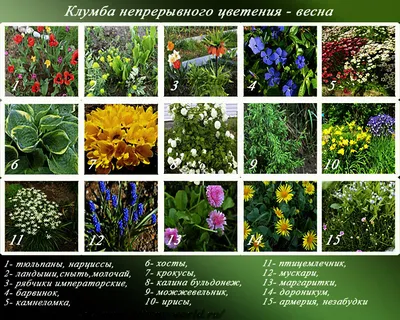 Клумба непрерывного цветения — названия и фото растений с весны до осени |  Дача - это маленькая жизнь | Дзен