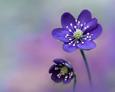 Скачать обои цветы, анемона, фиолетовые цветы, ветреница, печёночница разрешение  1280x1024, pechenocna flowers HD wallpaper | Pxfuel