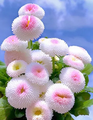 15 самых редких и красивых цветов в мире с фото блог интернет-магазин  АртФлора