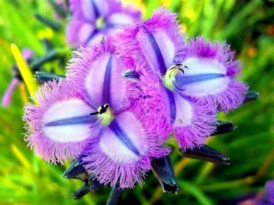 Статьи » Самые красивые и редкие цветы в мире