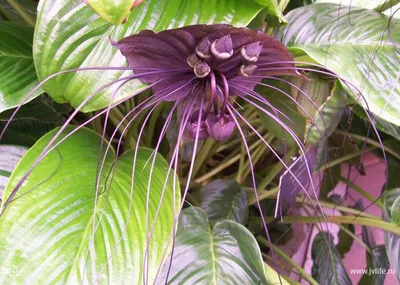 редкие цветы фиолетовый цвет красивые обои фотографии Стоковое Изображение  - изображение насчитывающей природа, красивейшее: 221262193