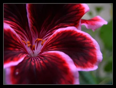 Чудо-Цвет - редкие цветы из Европы | Irkutsk
